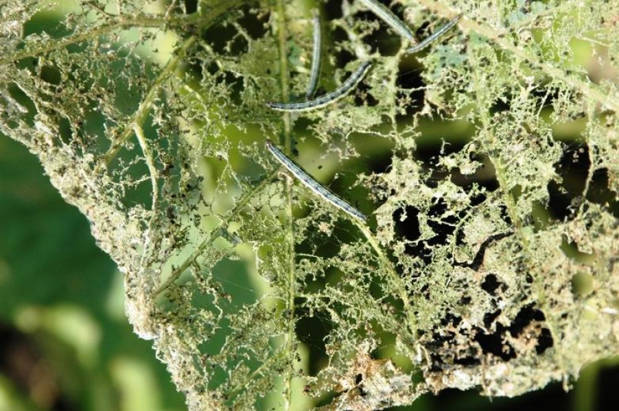 Луговой мотылек гусеница фото